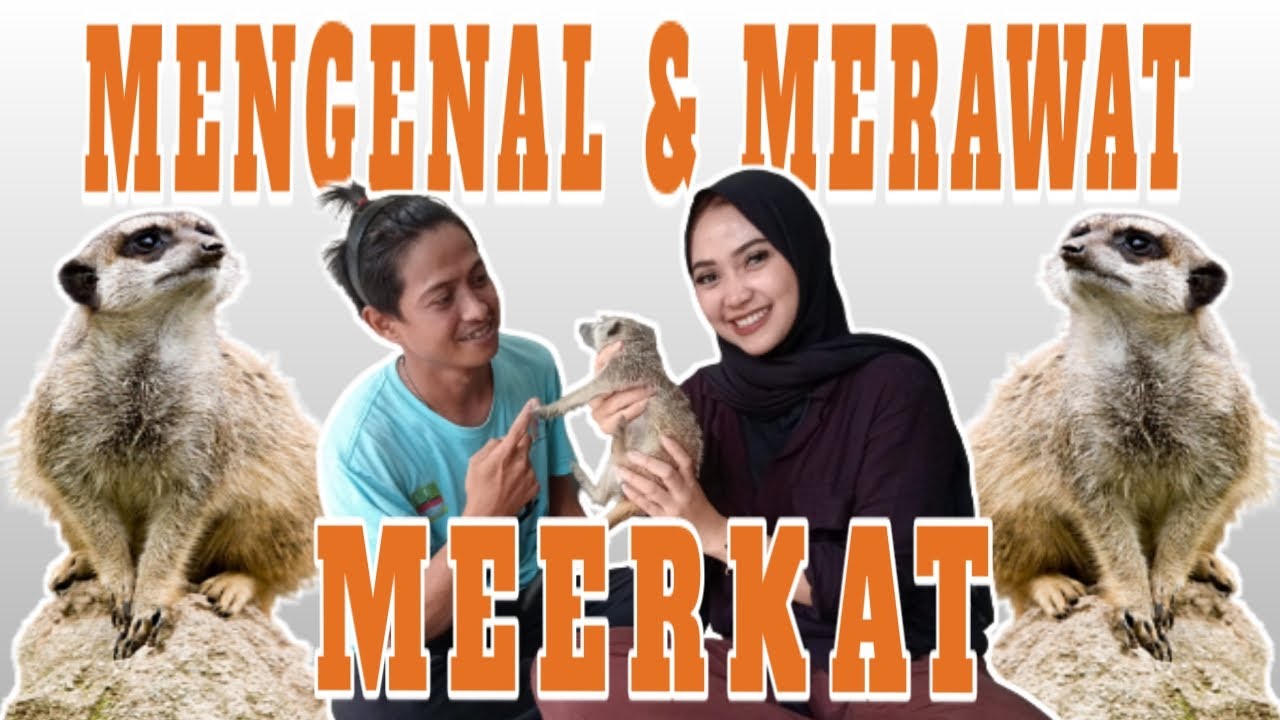 Mengenal & Merawat Meerkat si mamalia yang Pandai Sosialisasi !!