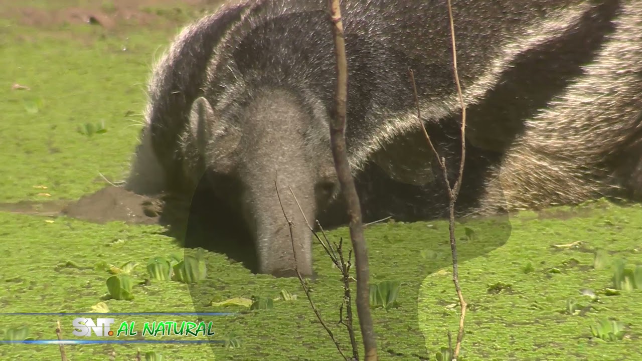 SNT Al Natural: La rica fauna del Chaco Paraguayo