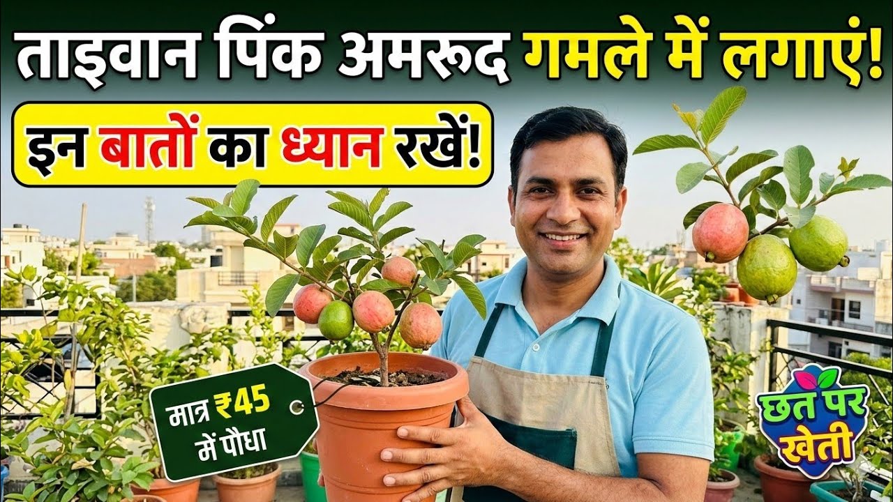 गमले में कैसे ताइवान पिंक अमरूद उगाए 🍐 मात्र ₹45 का पौधा और जादुई रिजल्ट 