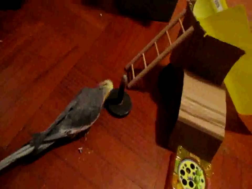Parrot Cockatiel 13 tricks clicker training