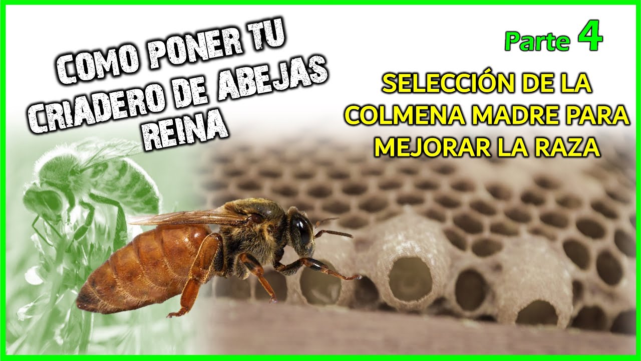 ✔️COMO PONER UN CRIADERO DE ABEJAS REINA 🔸Parte 4 | 👉 COMO MEJORAR LA RAZA DE NUESTRAS ABEJAS🐝