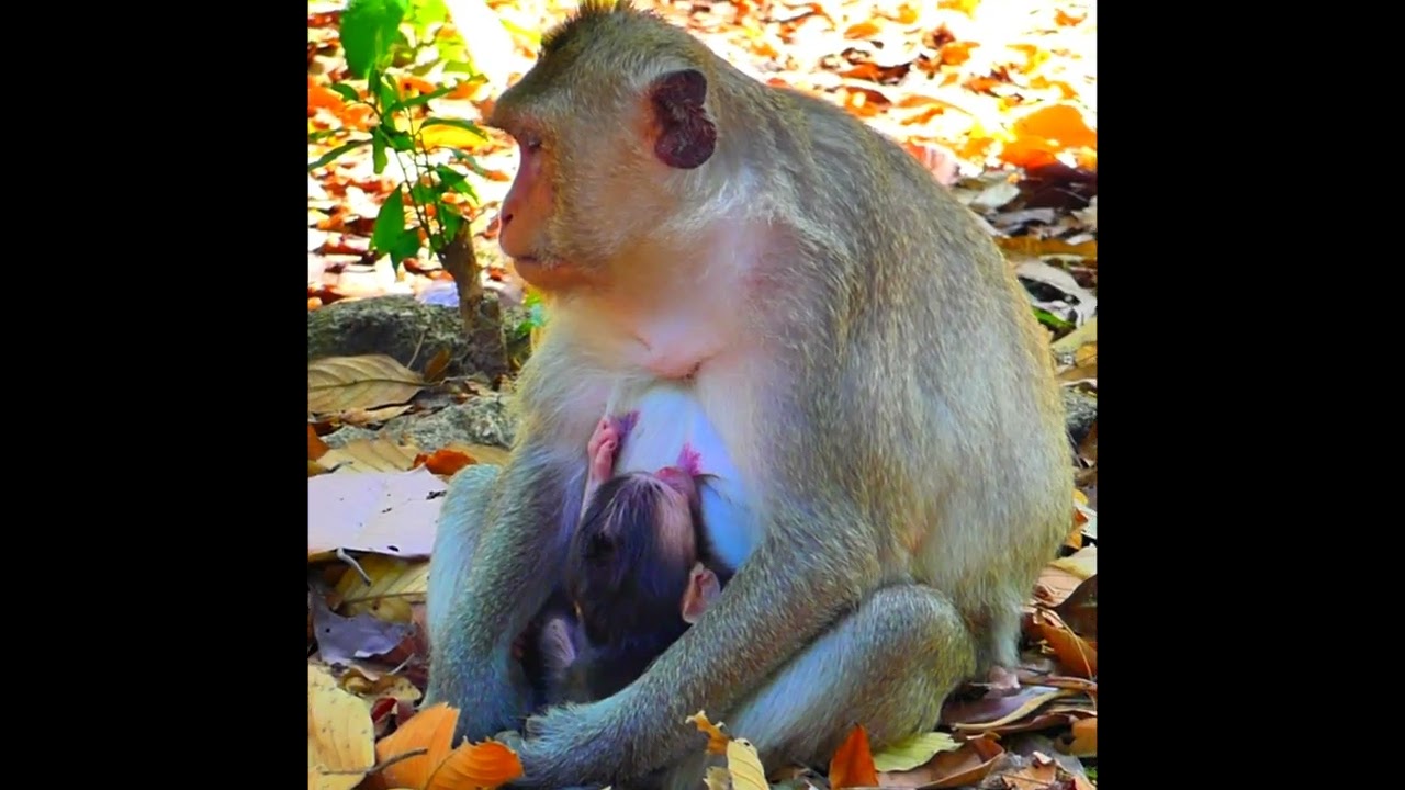 A Mother’s Love Builds the First Bridge to Tomorrow 🌱❤️