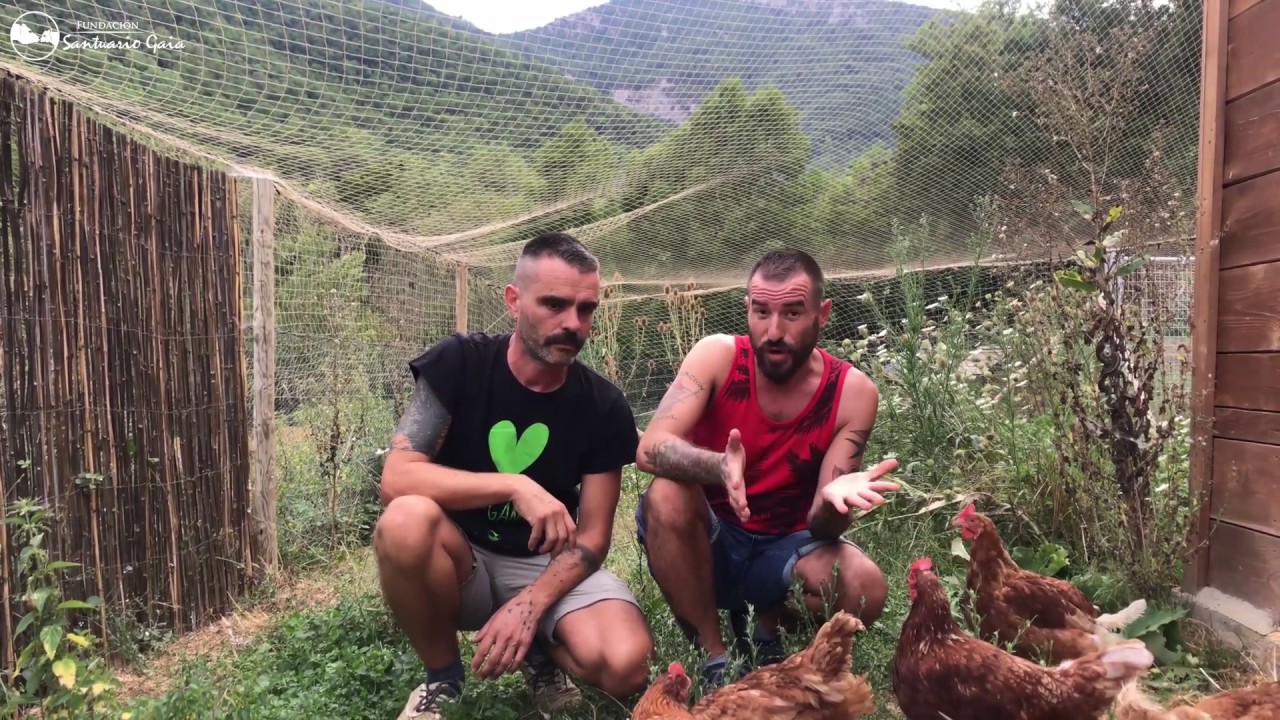 Rescate de 35 gallinas que iban a ser asesinadas