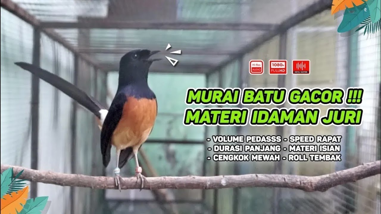 Murai Batu GACOR Full ISIAN KASAR‼️ COCOK untuk Perangsang Murai Batu Bunyi Bongkar Isian Kasar 03