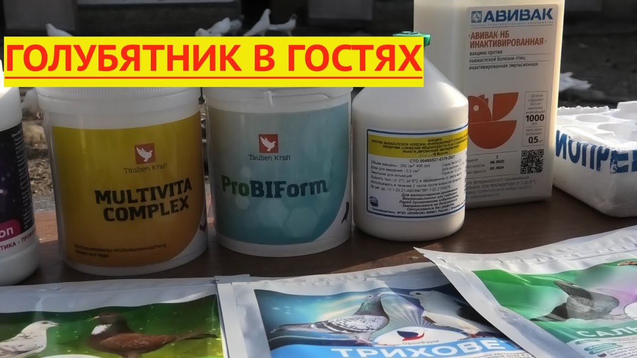 Голубятник в гостях! Как подготовить голубей к выводному сезону!