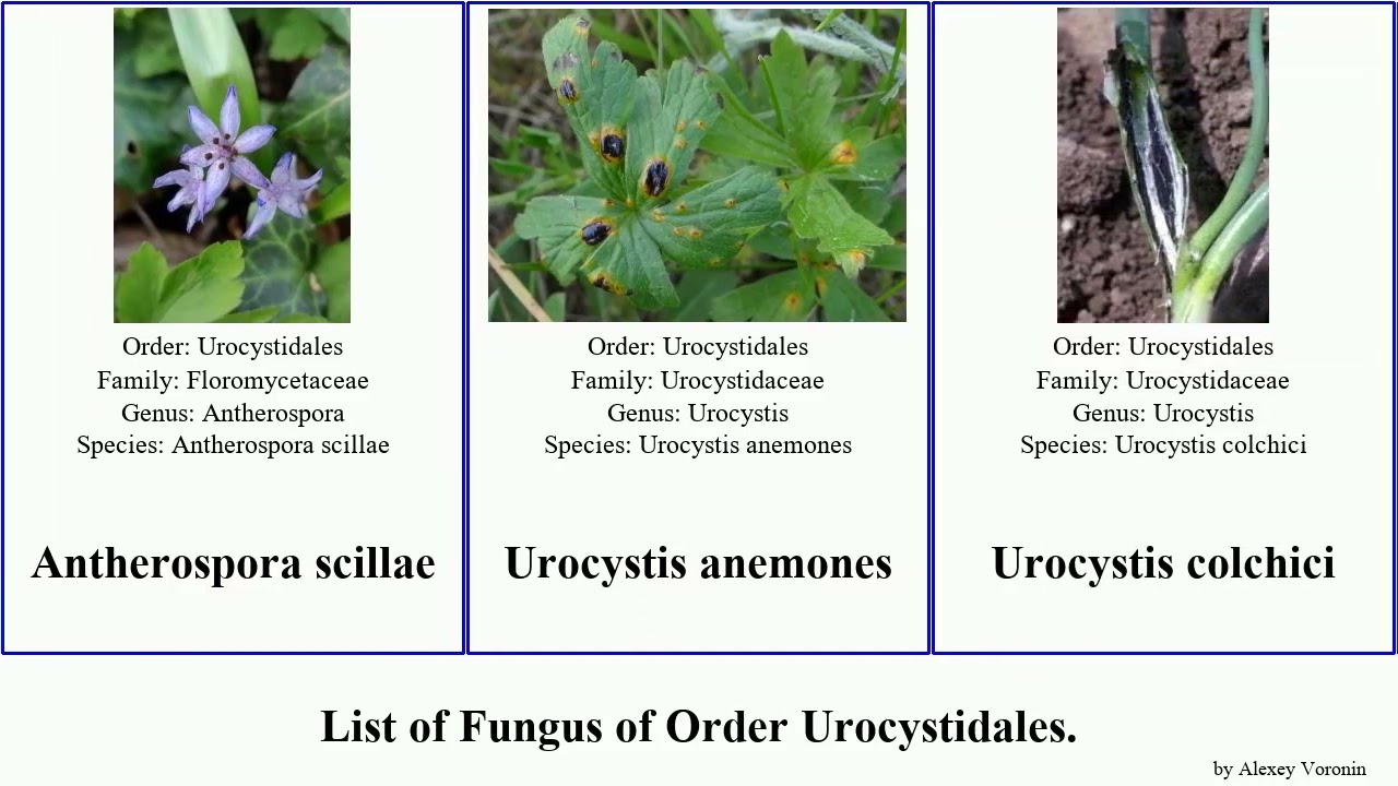 List of Fungus of Order Urocystidales. urocystis anemones fischeri occulta Antherospora vaillantii