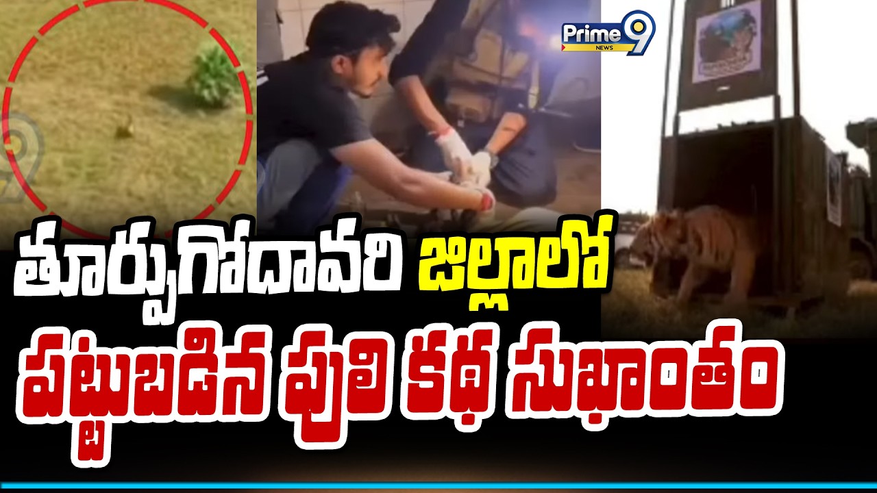 తూర్పుగోదావరి జిల్లాలో పట్టుబడిన పులి కథ సుఖాంతం | East Godavari District | Prime9 News
