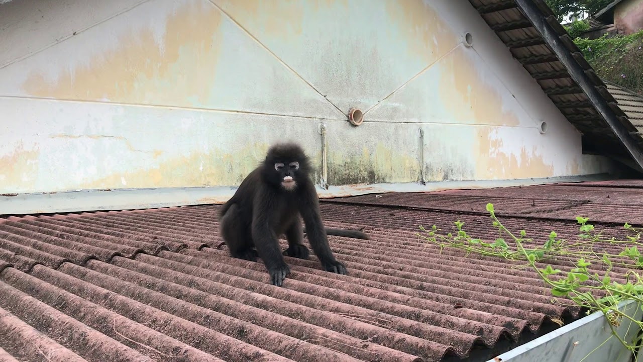 dusky leaf monkeys 2 ♫
