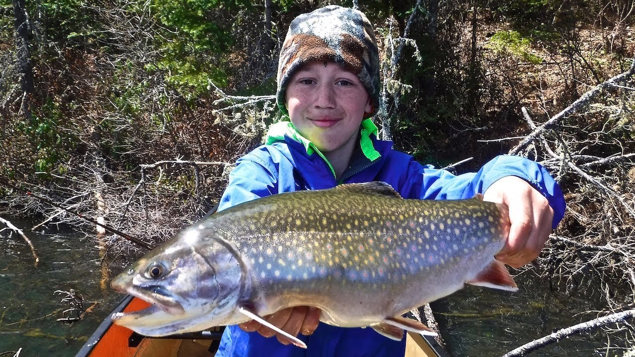 Back Lake Brook Trout Bonanza In Algonquin Park!