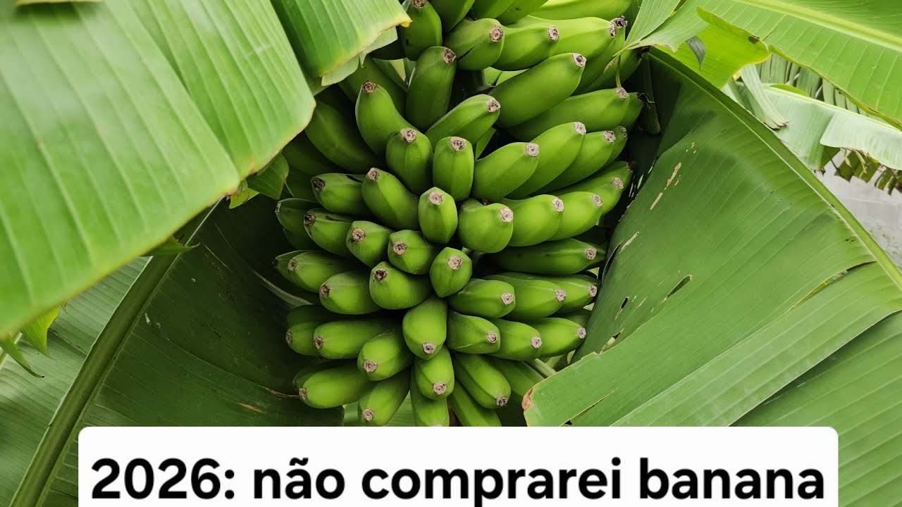NOVIDADES NO QUINTAL PRODUTIVO EM NOVEMBRO