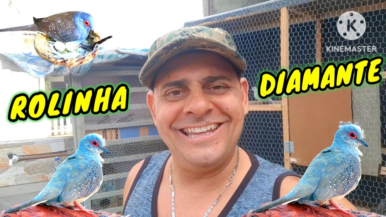 CRIAÇÃO DE ROLINHAS DIAMANTE O MACHO CORTEJANDO A FÊMEA NINHO PRONTO.