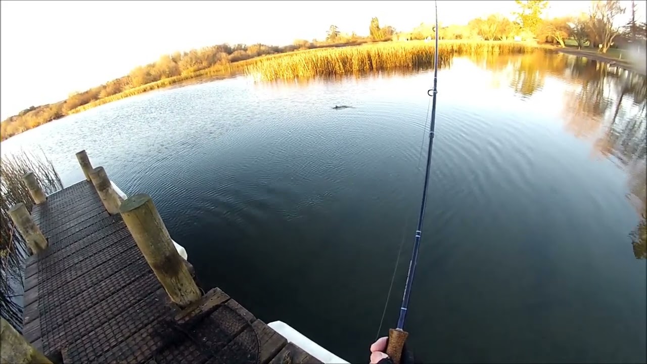 NEW ZEALAND TROUT FISHING OVER THE SIDE