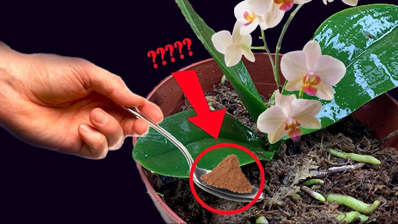 #1🌱 Revive Your Orchid Roots with Organic Coffee – The Secret to Rapid Growth @BlissfulGarden6