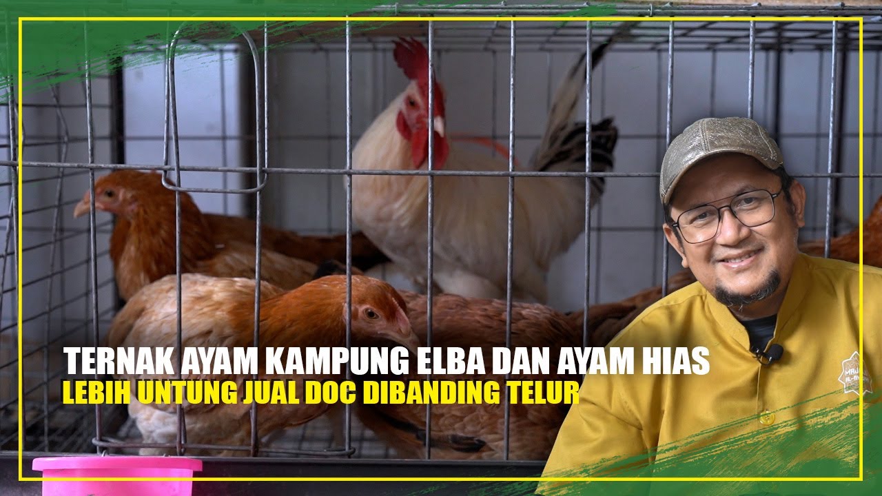 SUKSES TERNAK AYAM KAMPUNG ELBA DAN AYAM HIAS LEBIH UNTUNG JUAL DOC DARI PADA TELUR
