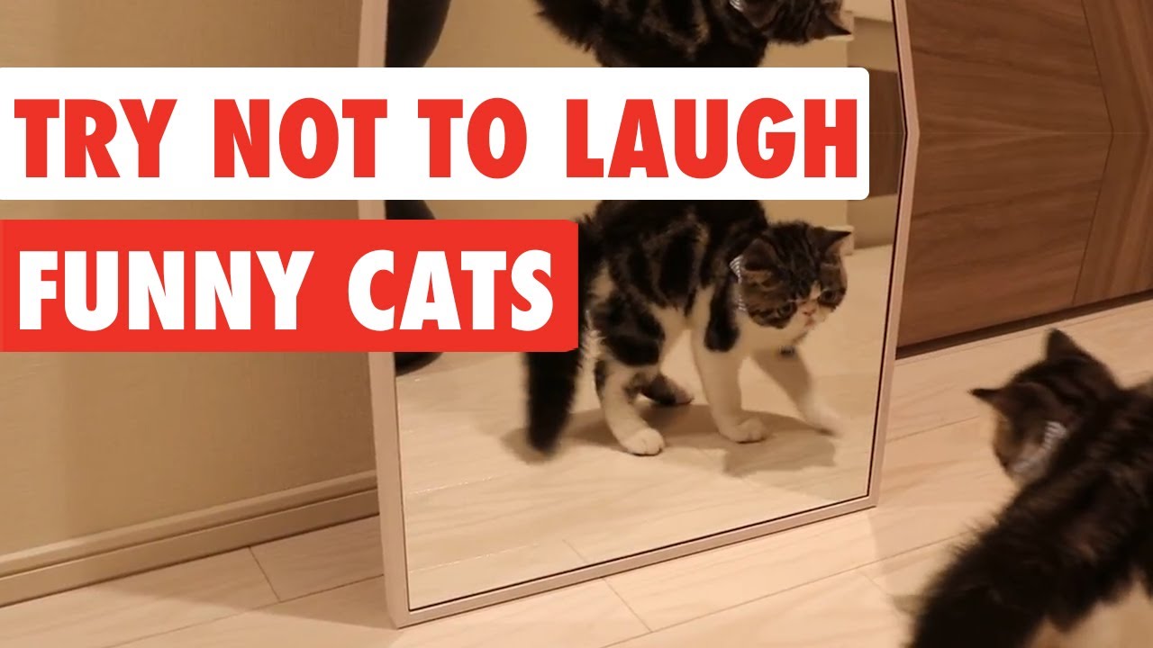 Try Not To Laugh | Funny Cat Video Compilation 2017