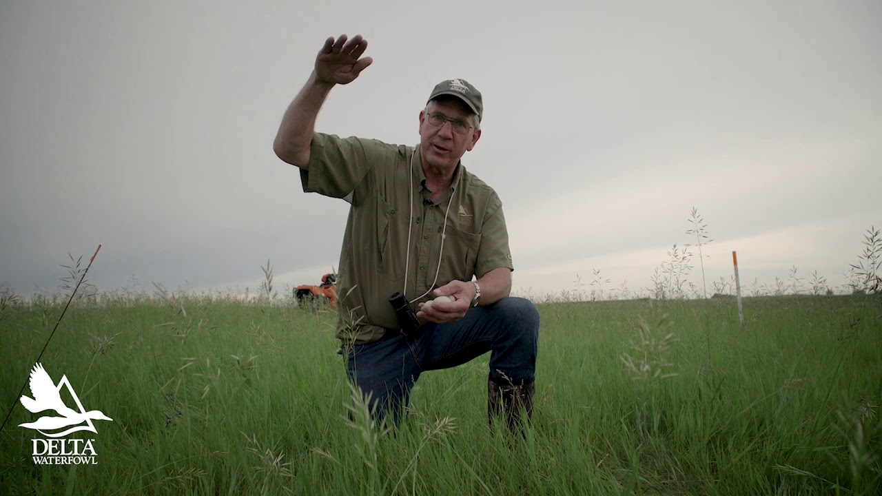 Duckology with Dr. Frank - Preferred Nesting Cover of Five Common Duck Species