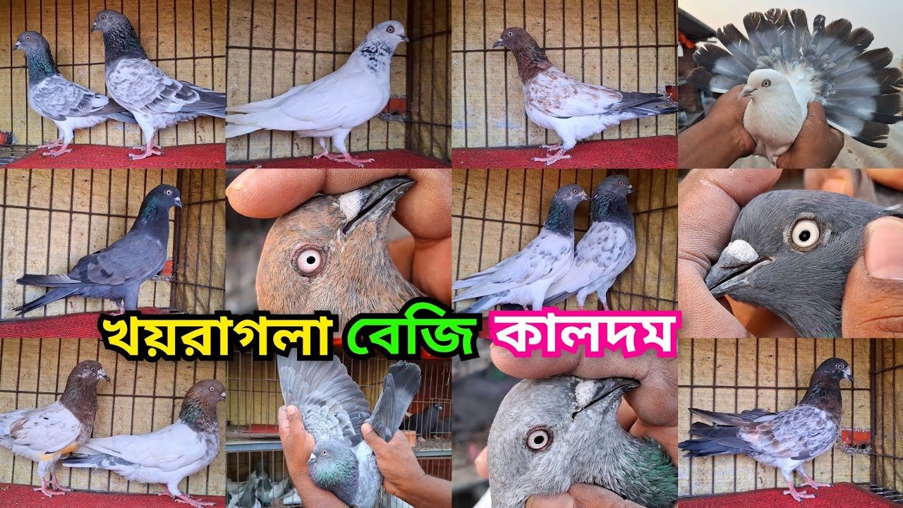 কালদম,খয়রাগলা,সাফচিলা, বাঘা, জিরাগলা,সিলভার,কালোগলা ও হাই ফ্লাইয়ার কবুতর কিনুন। 