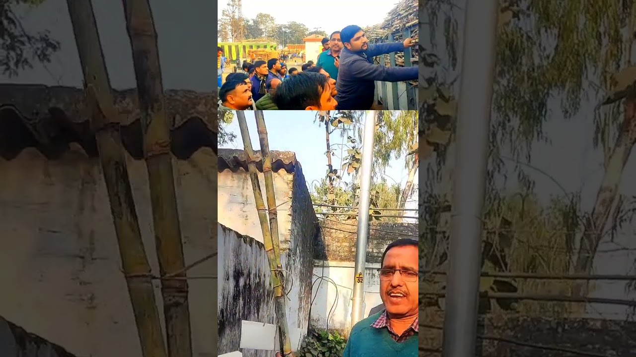 कैसे पहचान लेते हैं गन्ना किस्में। गन्ना कृषक भाइयों ने बताई गन्ना किस्म की पहचान#गन्नाखेती#nature 