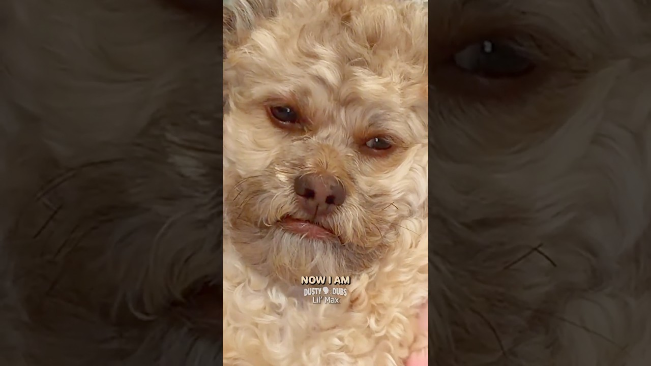 Reincarnation Regret 🔁🐶