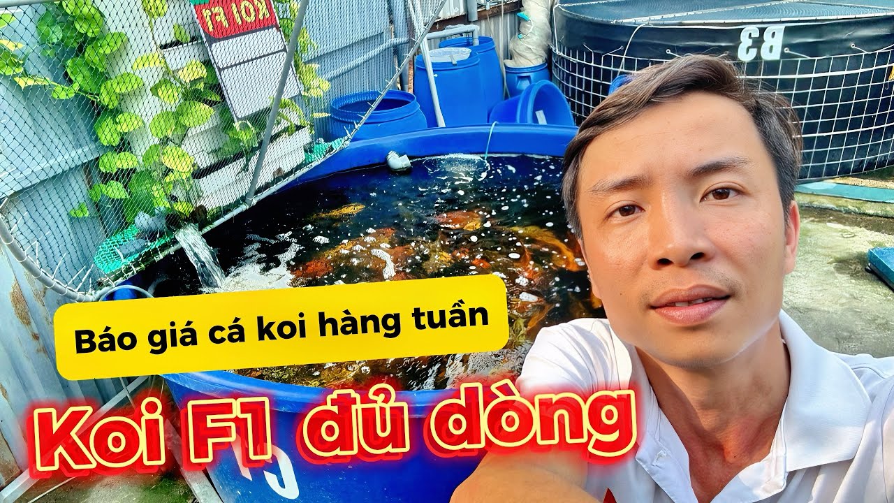 Báo Giá Cá Koi F1 Hàng Đẹp Giá Tốt – Size Chuẩn, Cá Khỏe Mạnh | King Koi Farm