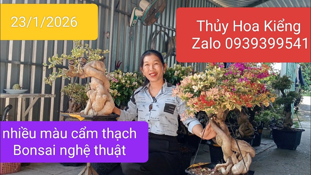 23/1/2026 Thủy Hoa Kiểng giao lưu hoa giấy đẹp bonsai nhiều màu cẩm thạch Zalo 0939399541