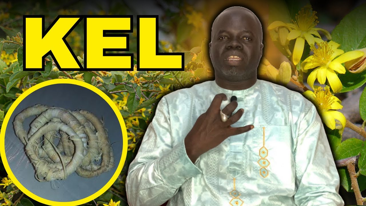 🌴 Ndiarignou Kél : Vertus du Grewia bicolor - Pr Ousmane Ndiaye - SAMA XALAAT TV