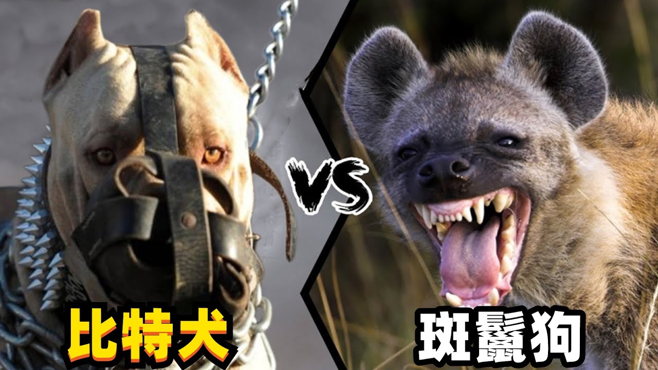 比特犬vs斑鬣狗，当老虎克星遇到肛肠科主任，谁会笑到最后呢？