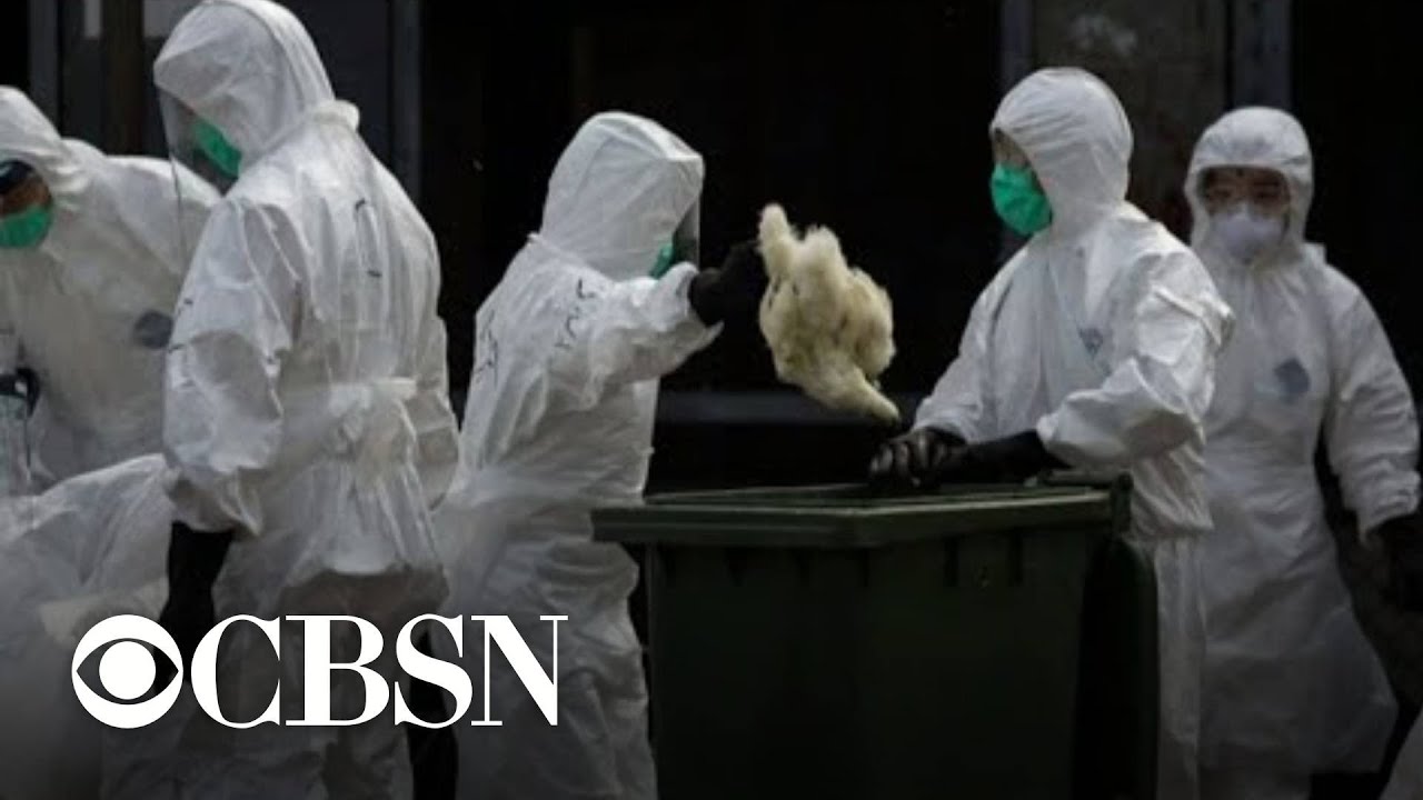 China reports human case of rare bird flu, but no sign of spread