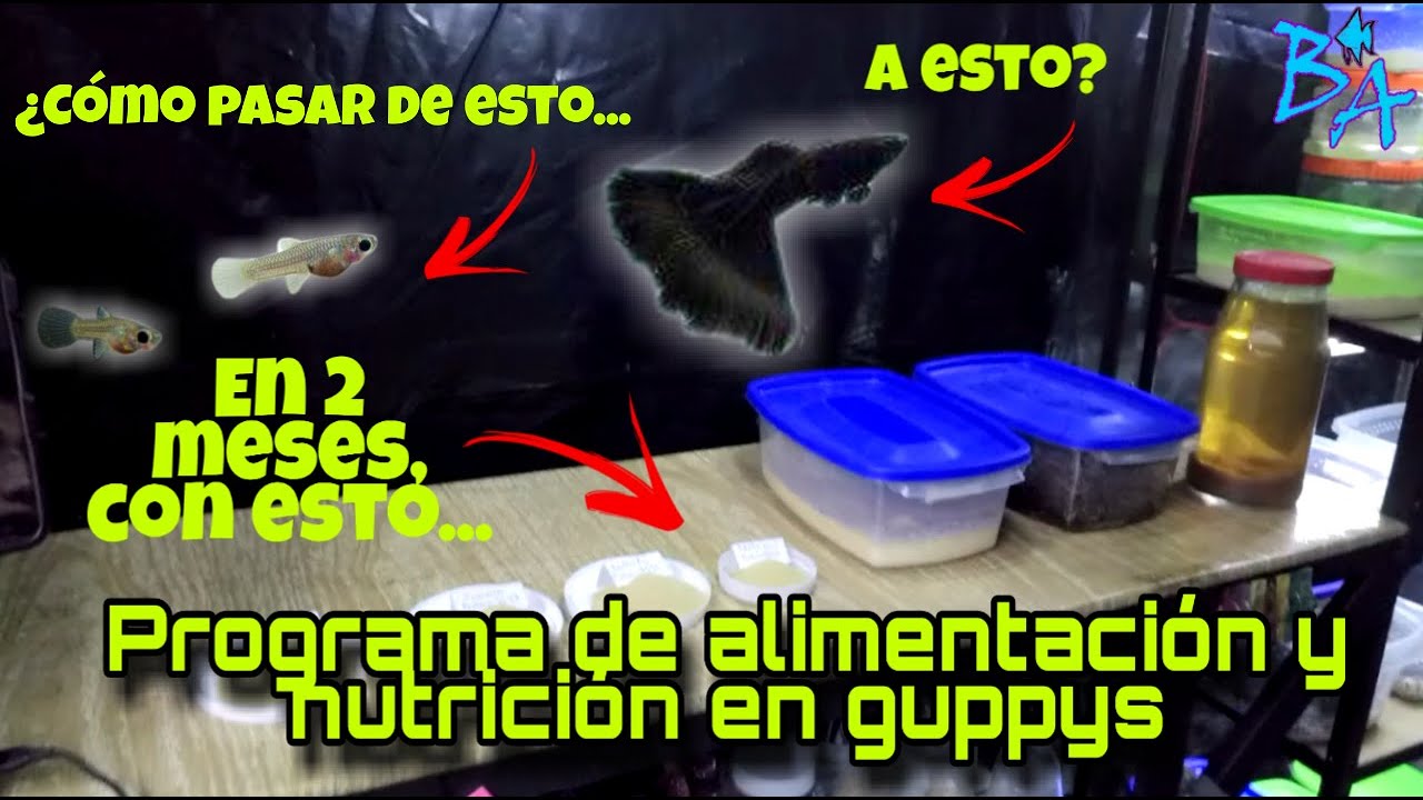 Programa de alimentación y nutrición en guppys para reproducción