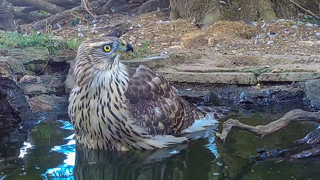 Magnificent Goshawk Catches Rat Then Toys With It | Discover Wildlife | Robert E Fuller