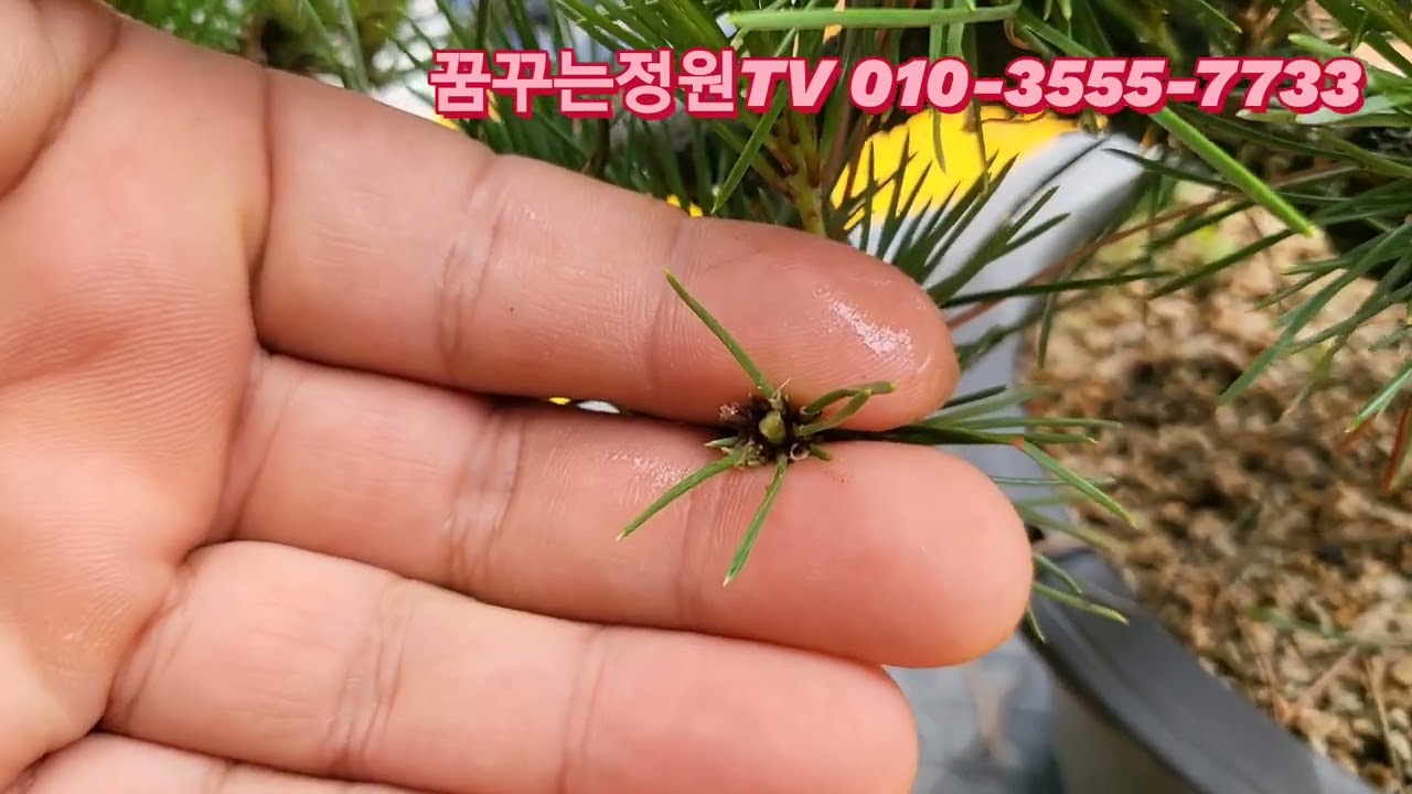 @소나무분재 단엽(누구라도 한번보면 할수있는 단엽법)^^