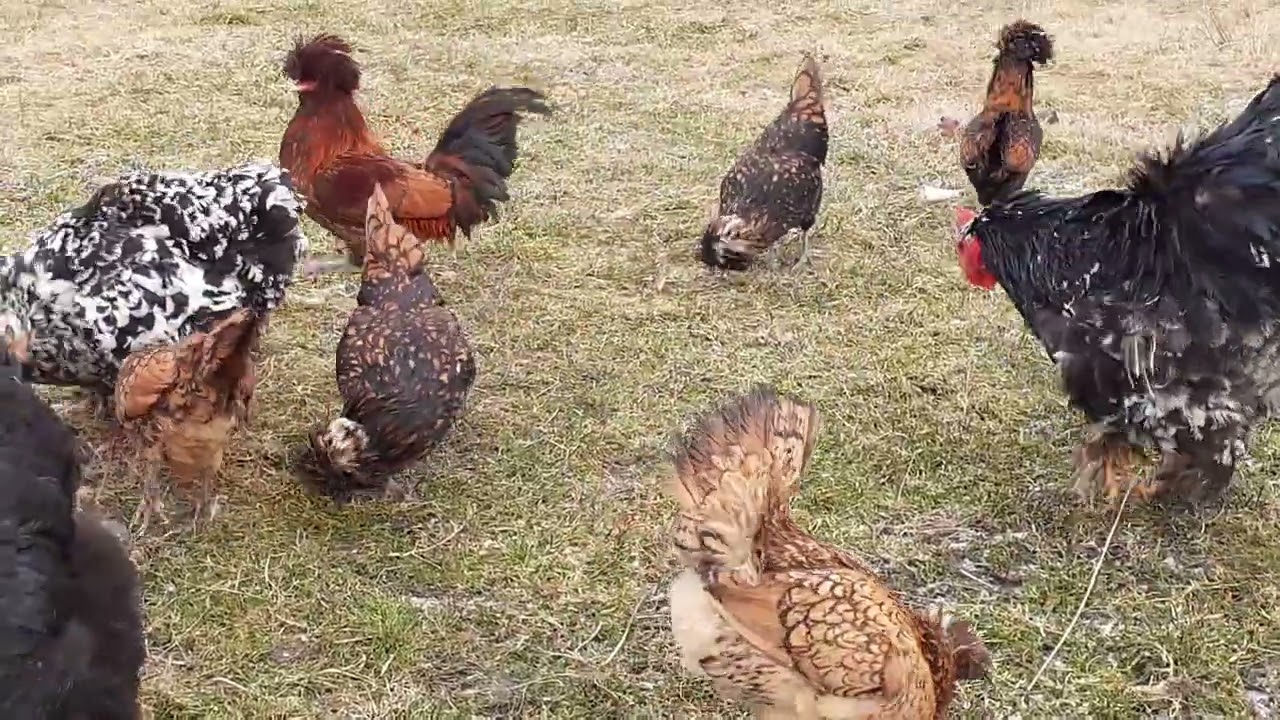 куры Кохинхин куры падуан cohcin