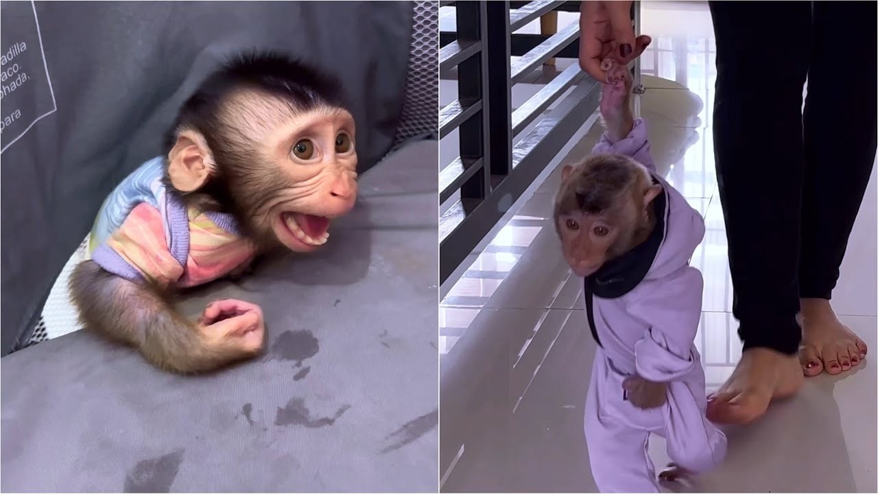 Alpha tries to help Baby Dino who fell from his broken playpen