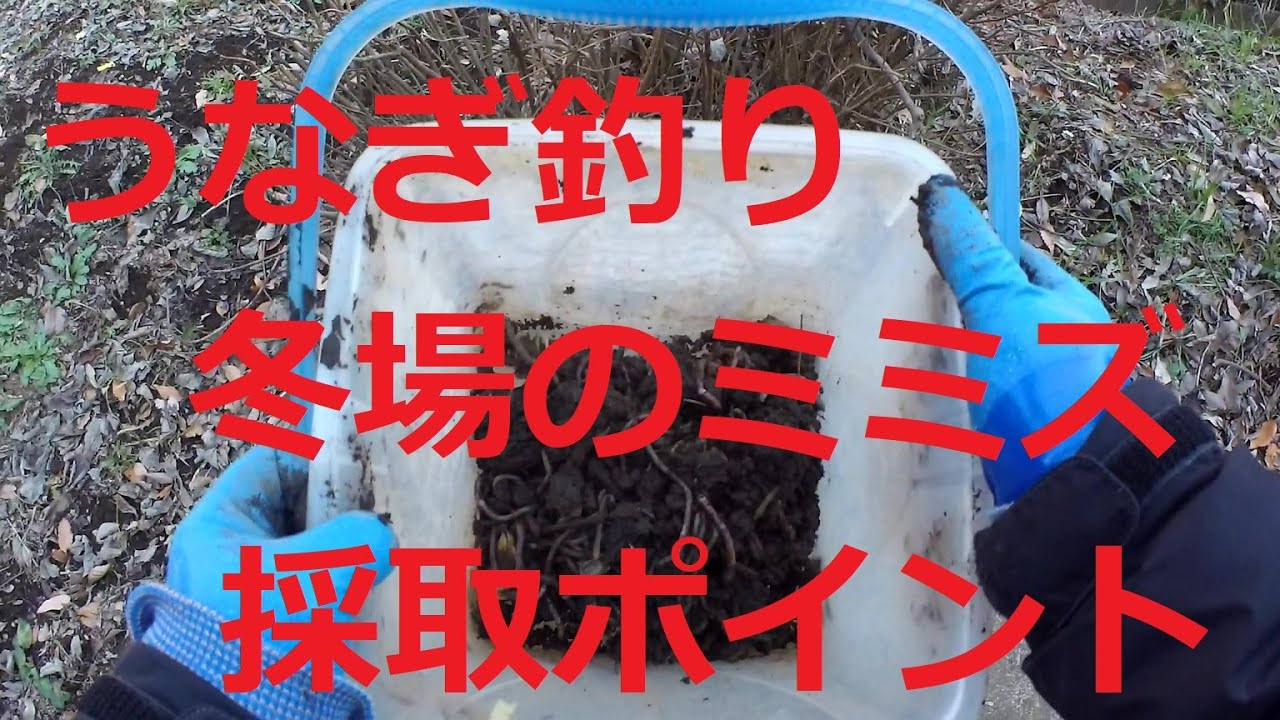 うなぎ釣り　冬場のミミズ採取のポイント教えちゃいます。