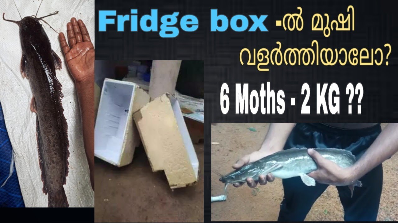 മുഷി വളർത്താം Fridge Box-ൽ | mushi farminging | budget fish farming in Kerala|