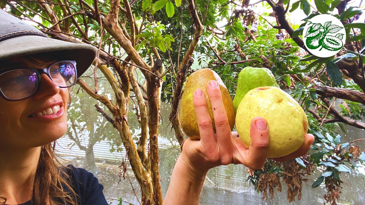 Guava Trees - The Large China Pear Variety