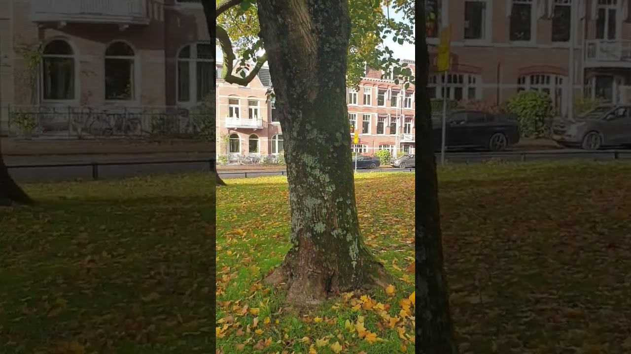 enjoying this beautiful sunny day in #natherland #netherlands #netherlandvlog #dutchlife #chopping
