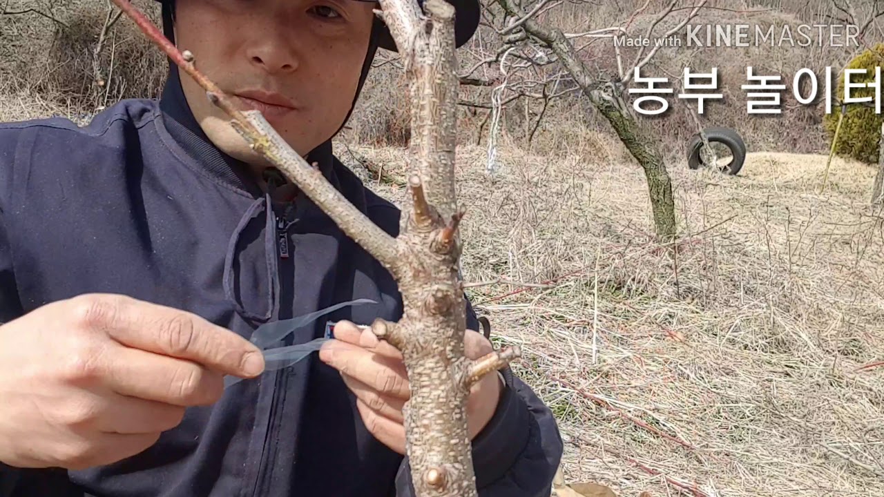 복숭아자두 접목 할접 접붙이기 복숭아 전지전정 자두 눈접 박피 cleft crown grafting#청도군이야기#농부놀이터DuBoTV