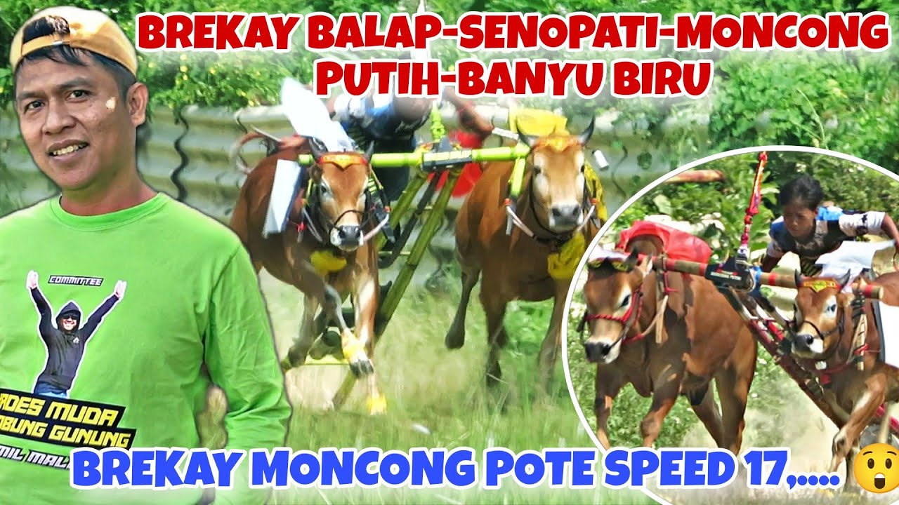 SPEED BREKAY MEWAH 🔥🔥 || KOLABORASI DENGAN SAPI JAWA SENOPATI DAN JUGA MONCONG PUTIH
