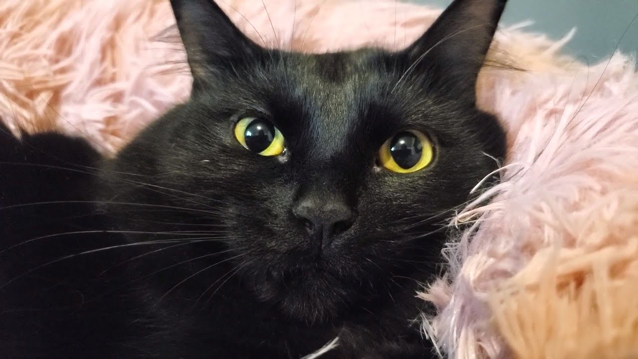Zinia says thanks for the love talking cat talks to me all day