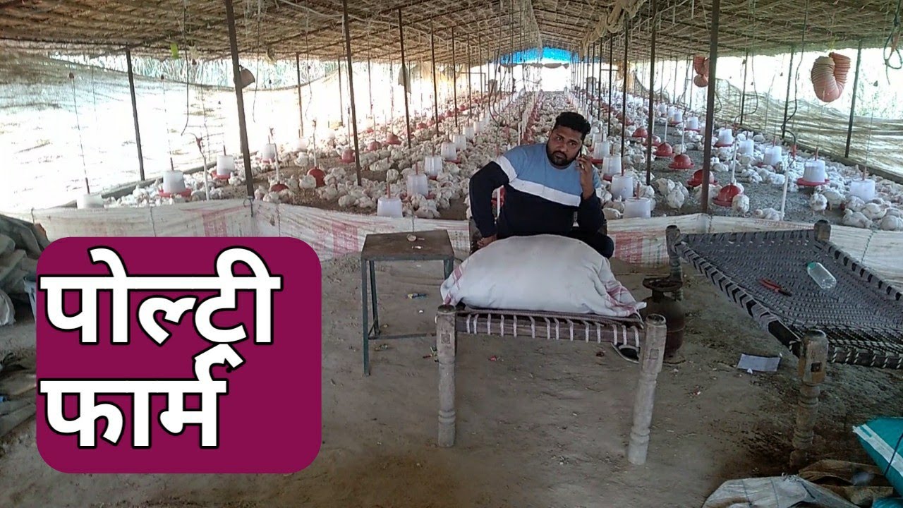 3 हजार का मुर्गी फार्म बनाने में 4 लाख खर्च । poultry farming in india hindi । kisan farming