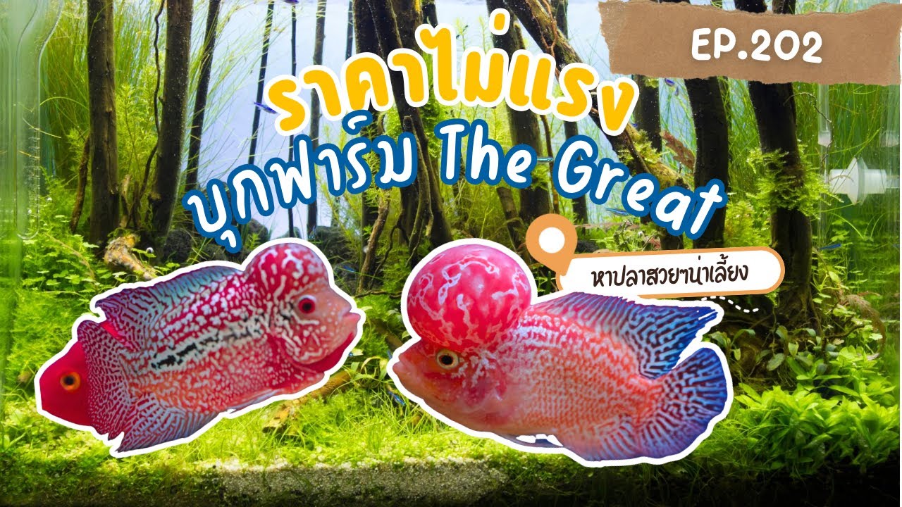EP.202 บุกพาชมปลาหมอสีสวยๆที่ The Great Crossbreed