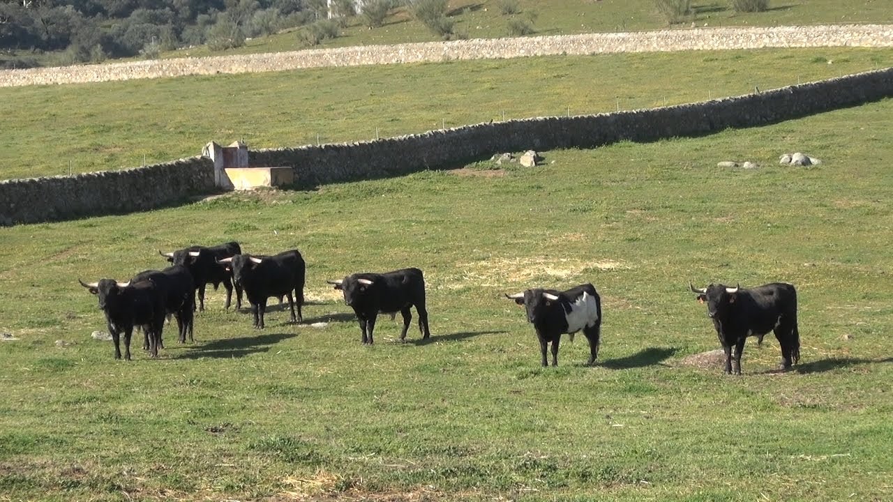 La Ganadería del Conde de la Corte dispuesta a recuperar su presencia en el mundo del toro bravo