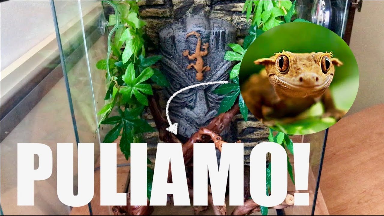 Pulizia e Manutenzione del TERRARIO del mio GECO CILIATUS!