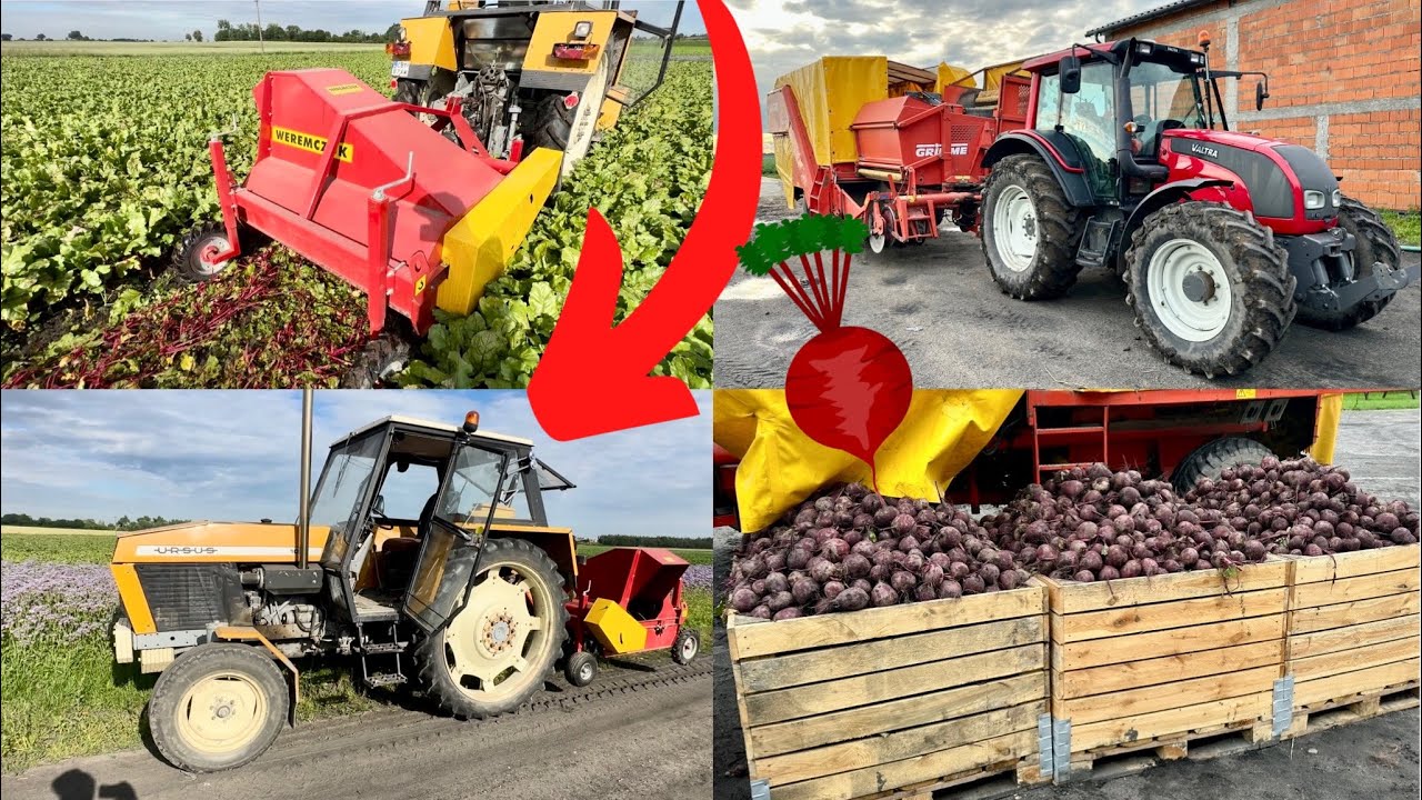 #780- Bardzo wczesne zbiory buraczków ćwikłowch! Ogławianie pszczółką +zbiór Valtra n101+ Grimme7540