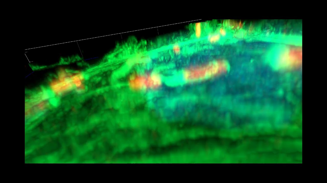 Confocal laser scanning microscope Zeis LSM900 Airyscan: 3D Airyscan images - Video 3
