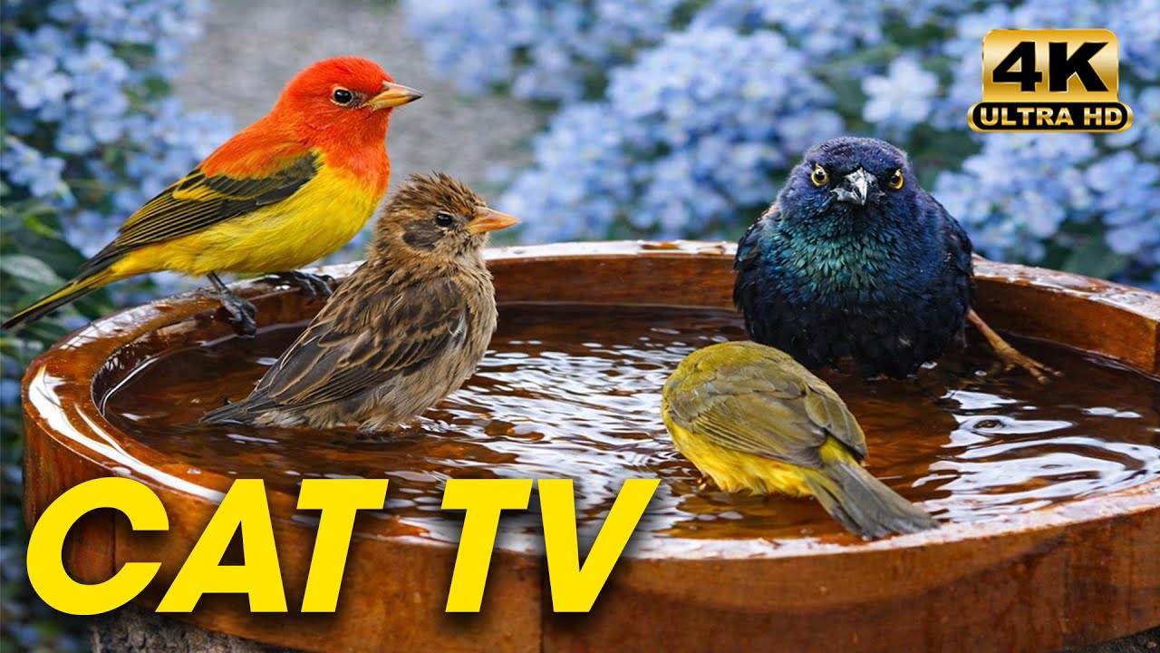 Soothing Garden Bird Activity 🌿Calm Squirrel Movement – Cat TV for Cats