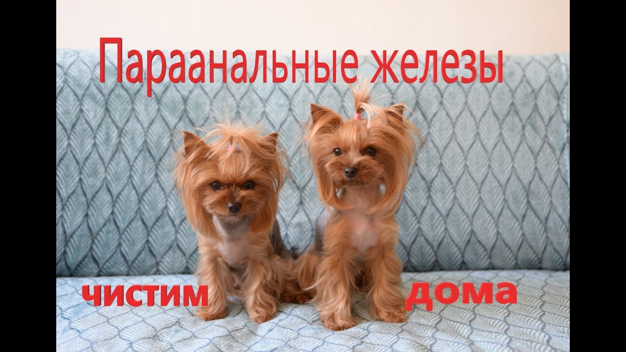 Чистка параанальных желез у собаки