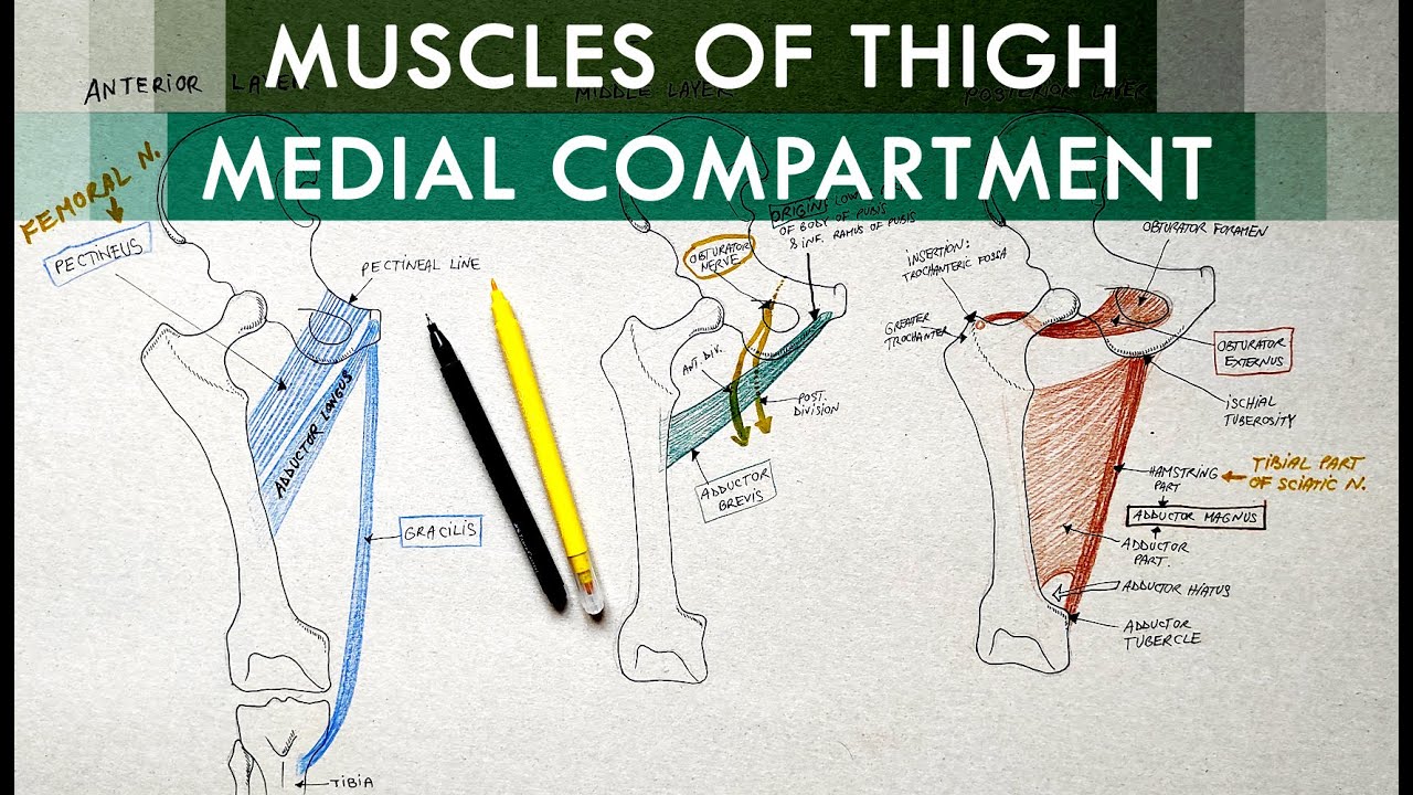 Thigh Muscles - Medial Compartment of Thigh | Anatomy Tutorial