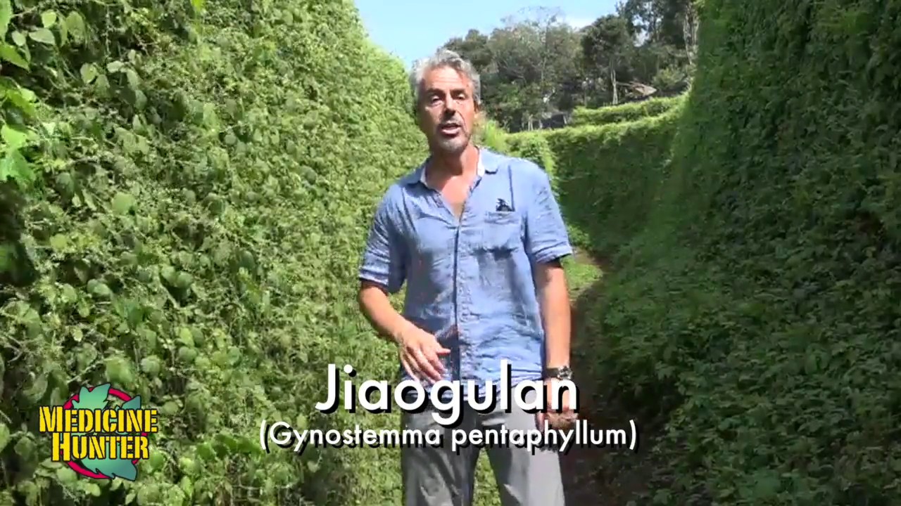 Medicine Hunter Presents: Jiaogulan